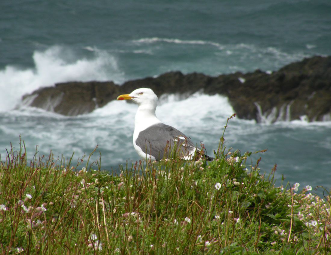 Gita all''isola di Skomer (Galles)